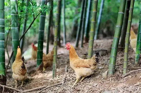 “宣州雞”地理標(biāo)志證明商標(biāo)成功注冊(cè)！