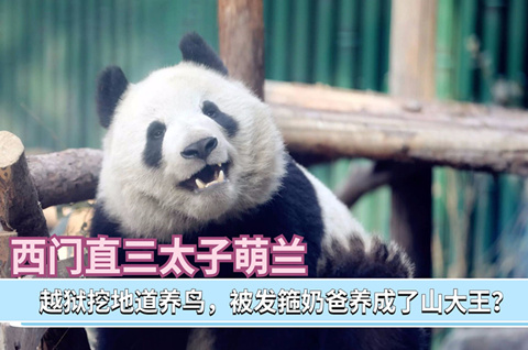 搶注商標(biāo)?大熊貓頂流“萌蘭”相關(guān)商標(biāo)被搶注
