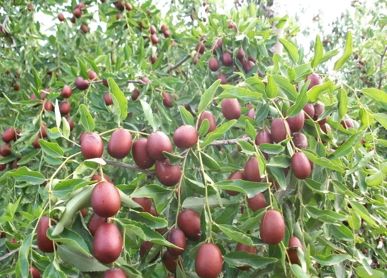 “阿拉爾紅棗”成功注冊為地理標志證明商標