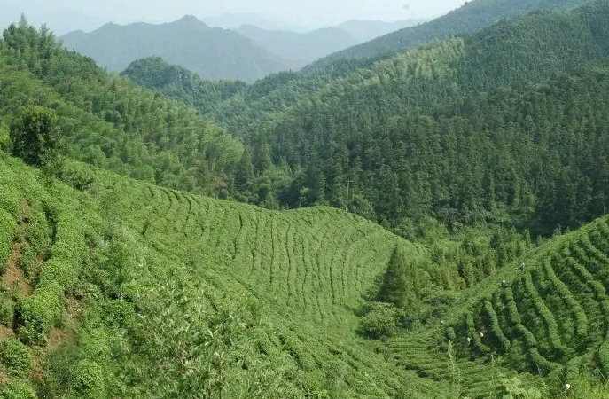 “屯溪綠茶”獲國知局批準注冊為地理標志證明商標