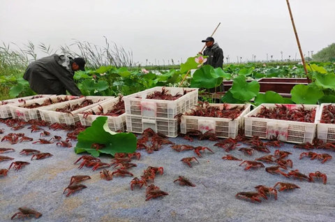 “鱼台龙虾”获国家商标局批准注册为地理标志证明商标！